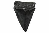 Fossil Broad-Toothed Mako Tooth - South Carolina #374795-1